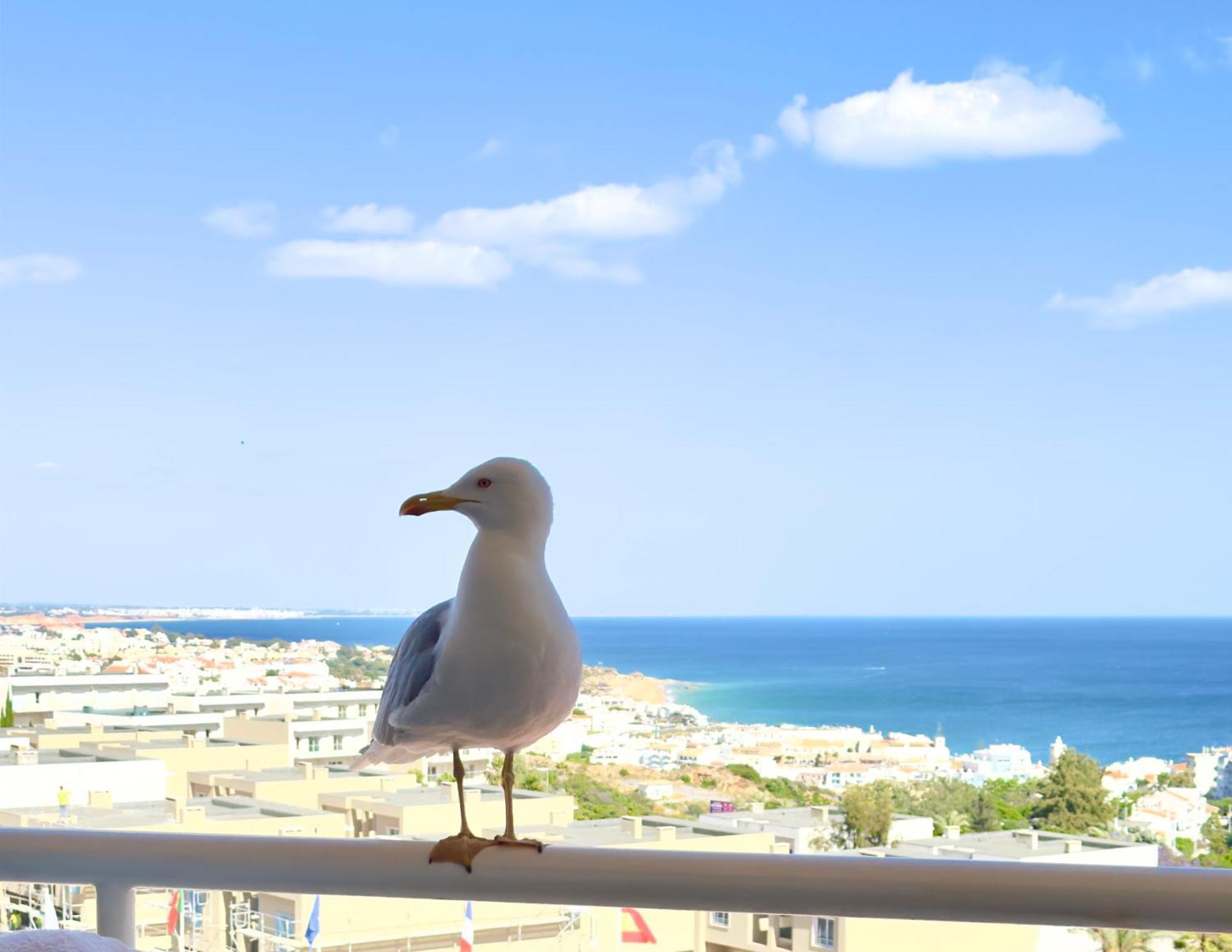 Appartement Les 3 Dauphins In *